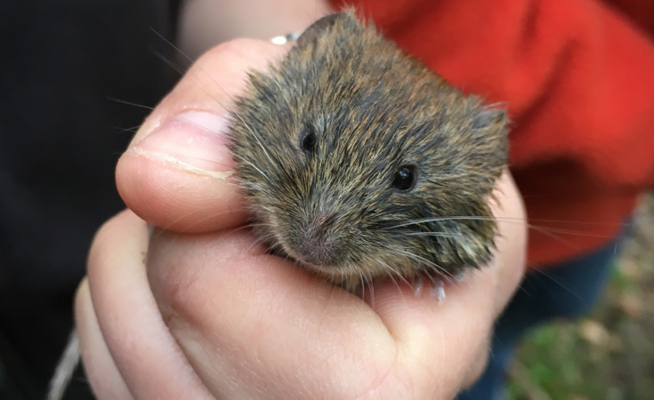 Bank vole (Myodes glareolus) © Rob Allen