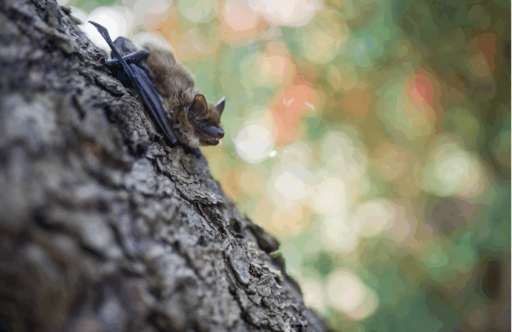 Bat Surveys at Thomson