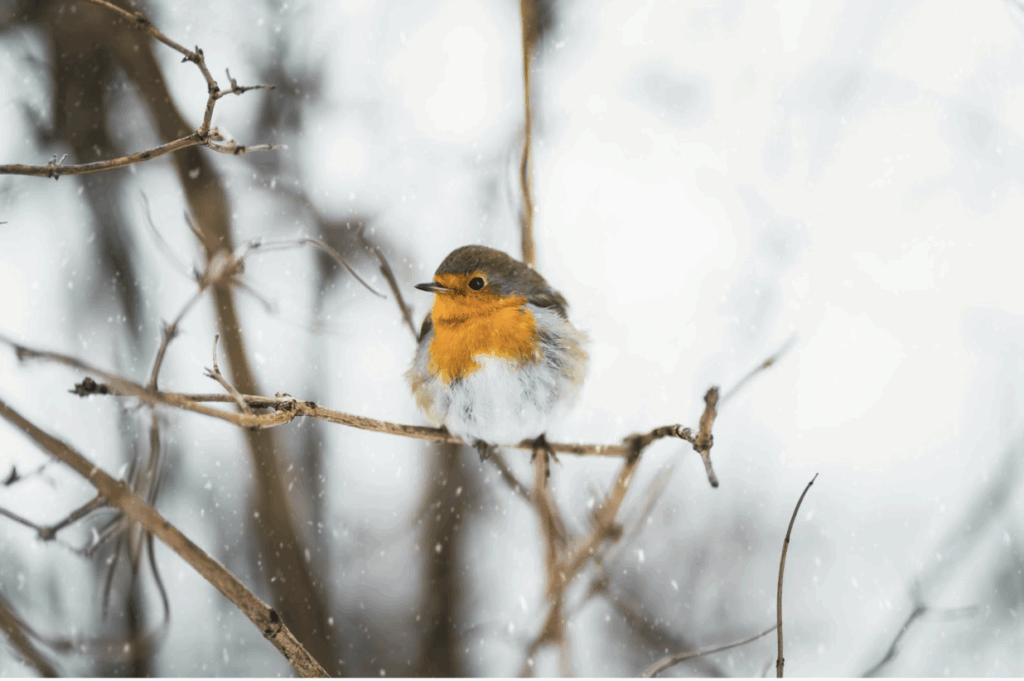 Robin wintering bird surveys - Thomson
