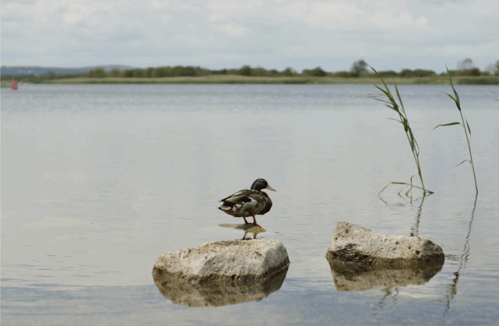 Duck Habitat Surveys | Ecology Planner