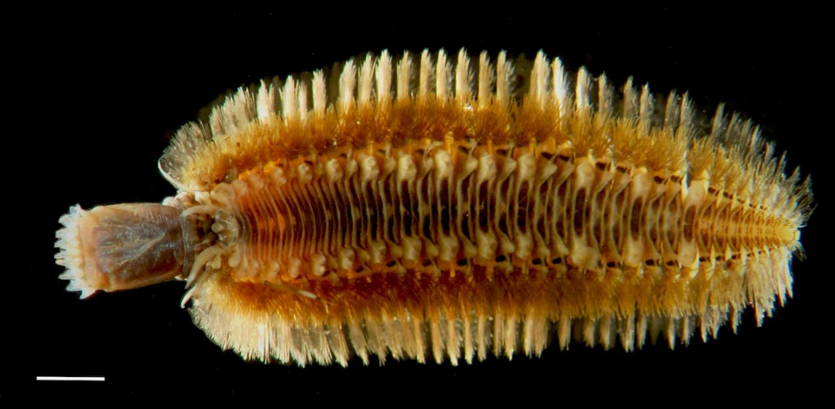 Polychaete worm Harmothoe exanthema (scale 2mm)