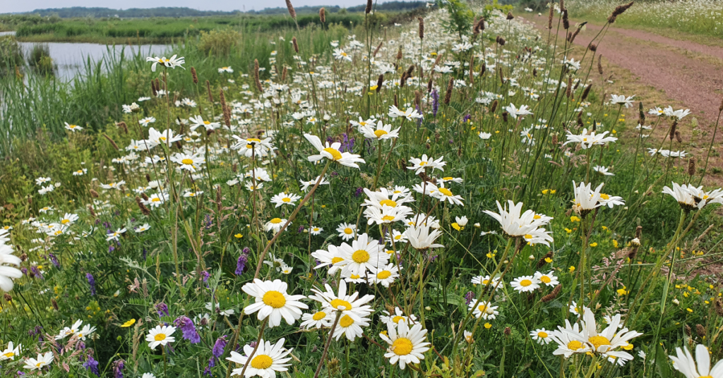 UKHab botanical wildflower ecology survey