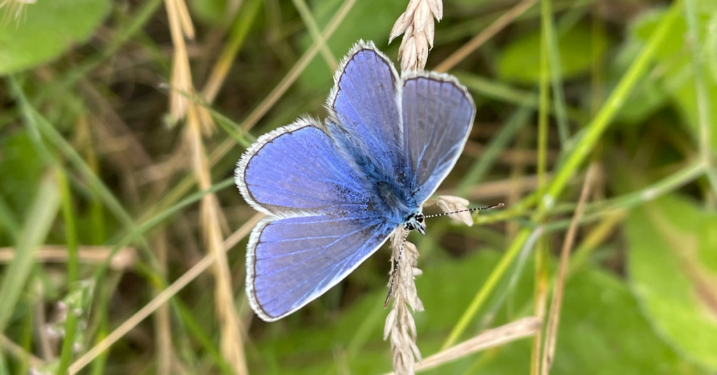 Butterfly invertebrate ecology survey