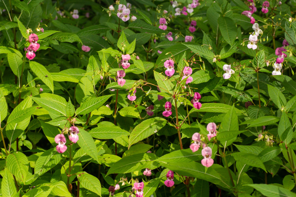 Himalayan balsam Invasive Species Week