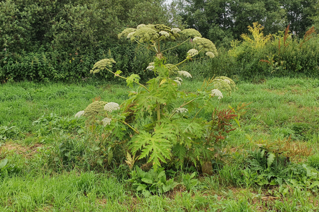 Giant hogweed Invasive Species Week