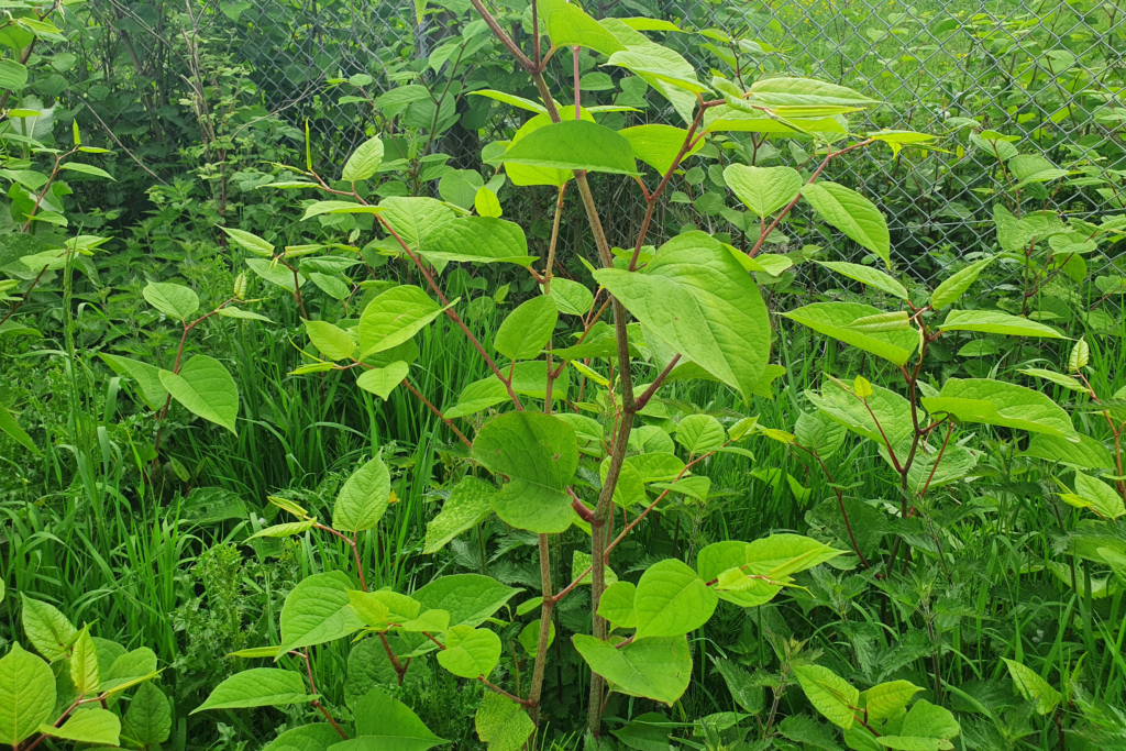 Japanese knotweed invasive species week