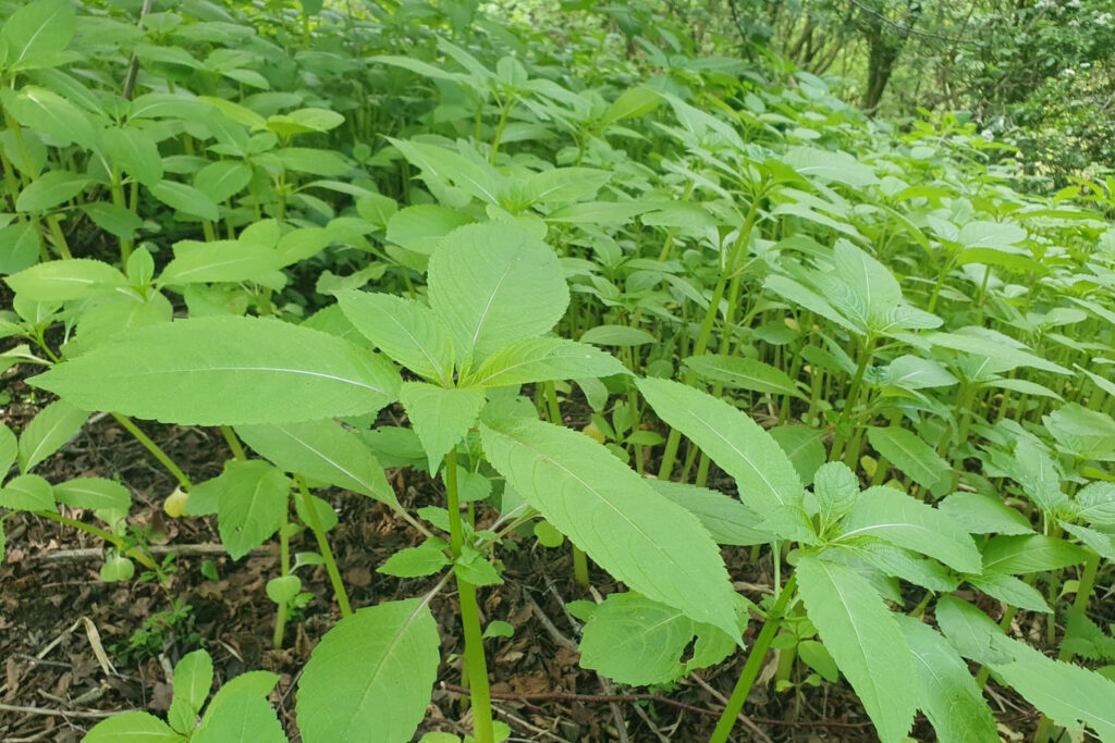 Himalayan balsam