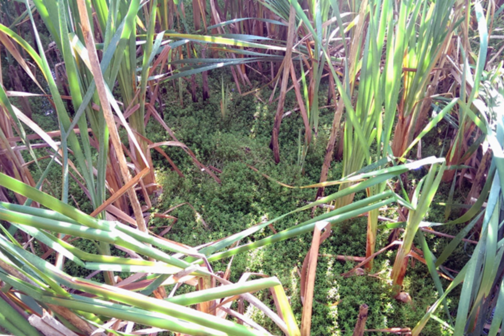New Zealand pigmyweed Invasive Species Week