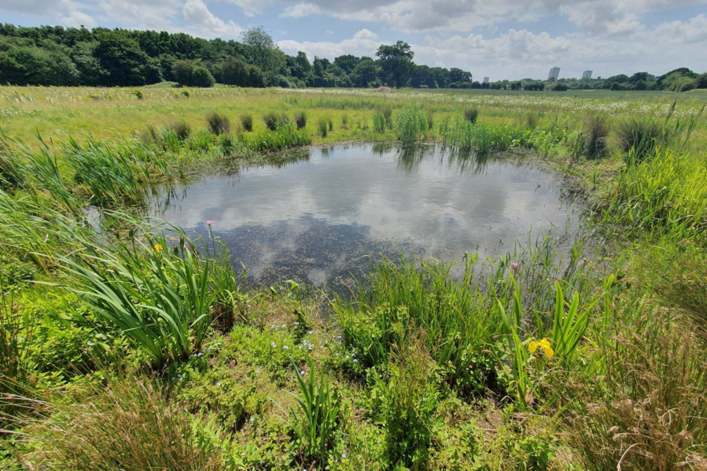 Pond creation ecological mitigation site