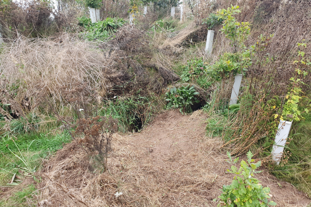 Badger sett ecological mitigation site