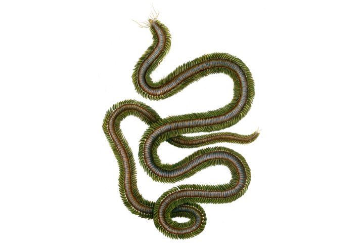 Figure 1: Phyllodoce lamelligera