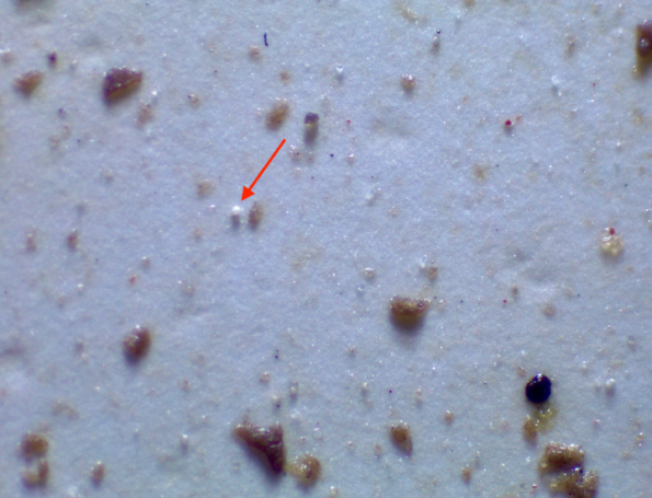 Mussel Raft Microplastic Investigating mussels (Mytilus edulis) as a bioindicator for ...