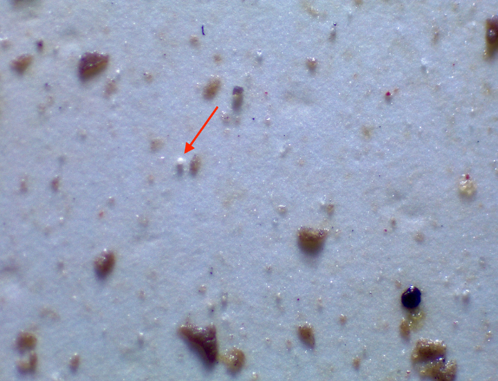 Figure 2. Microplastic particles found in mussel tissue (diameter of arrowed microsphere approx. 15μm)