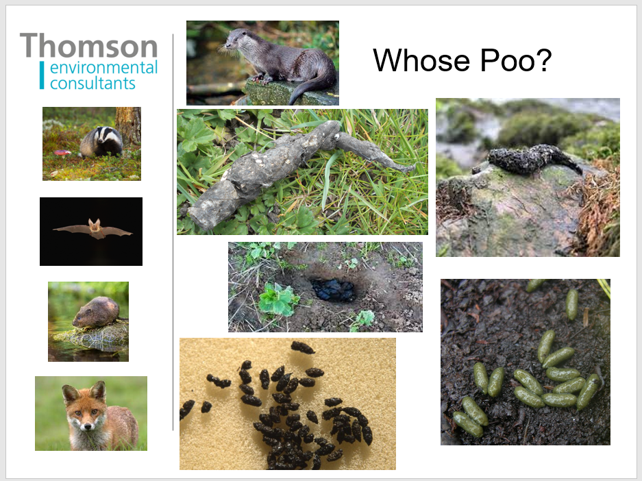 whose poo