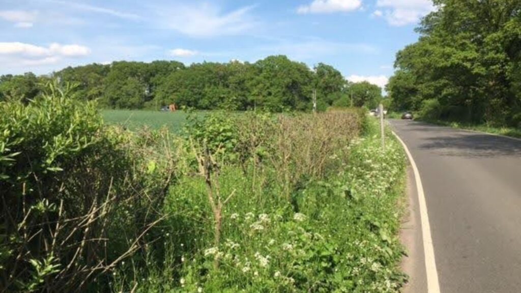 An example of where a herbicide was applied to Japanese Knotweed