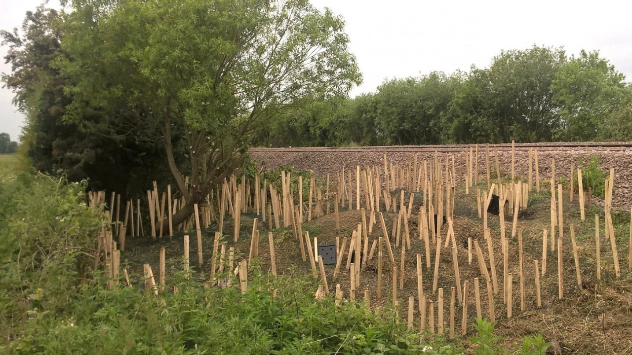 Badger sett closure for Network Rail