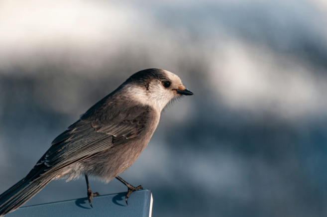 wintering-bird-surveys-thomson 