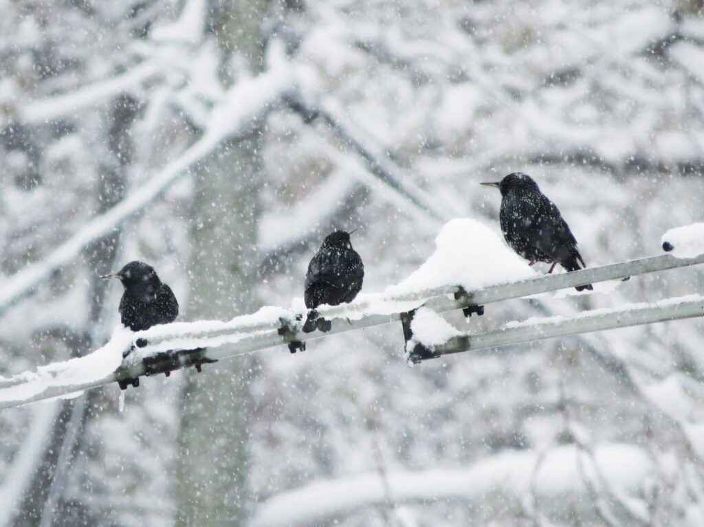 Winter birds in the snow | Winter bird surveys