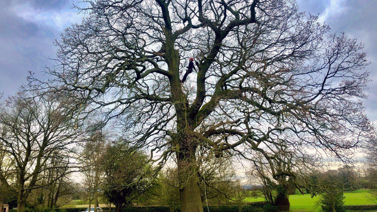 Ecologist, Rob, during tree climbing training © Thomsonec