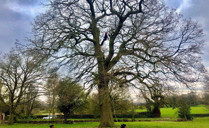 Ecologist, Rob, during tree climbing training © Thomsonec