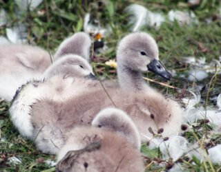 Mute swan chicks © Jonathan Scraggs / Thomson Environmental Consultants