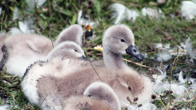 Mute swan chicks © Jonathan Scraggs / Thomson Environmental Consultants