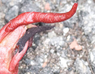 Japanese Knotweed breaking through concrete © GB NNSS