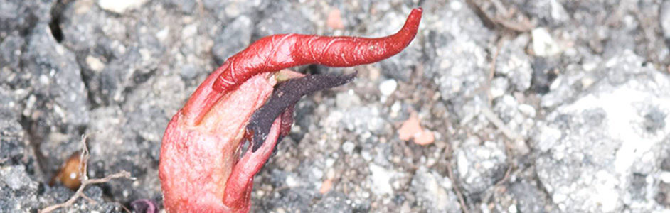 Japanese Knotweed breaking through concrete © GB NNSS