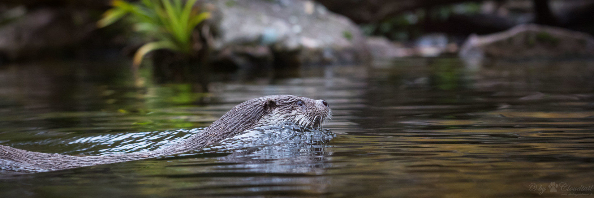 Otter head on surface of water © DR / unsplash
