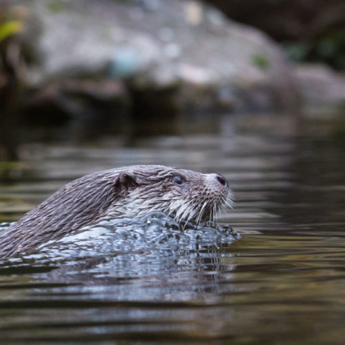 Otter head on surface of water © DR / unsplash