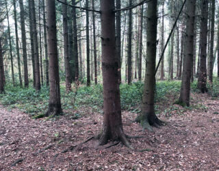 Woodland surrounding Surrey Research Park © Heather Clayson