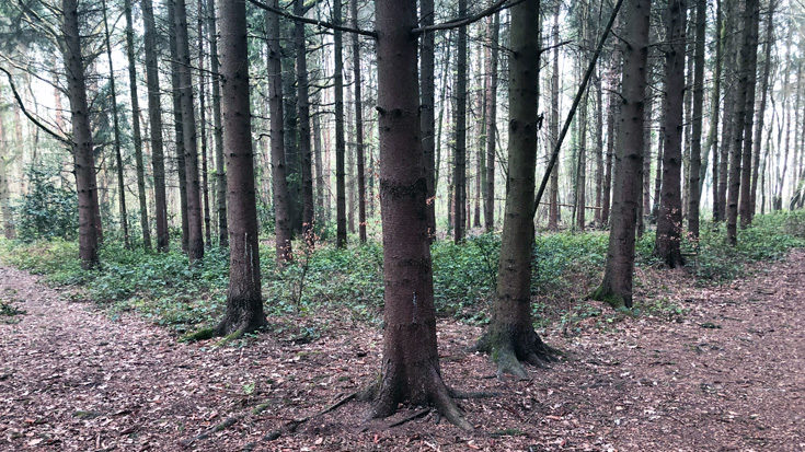 Woodland surrounding Surrey Research Park © Heather Clayson