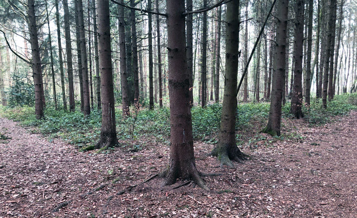 Woodland surrounding Surrey Research Park © Heather Clayson