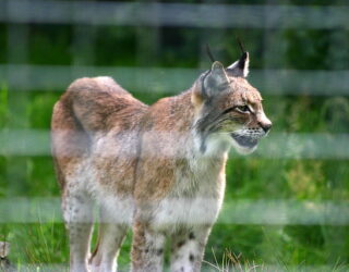 Eurasian Lynx © Neil Turner / Flickr.com