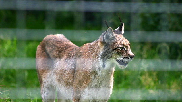 Eurasian Lynx © Neil Turner / Flickr.com