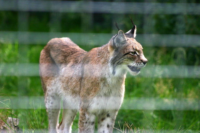 Eurasian Lynx © Neil Turner / Flickr.com