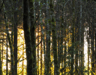 Backlit alder trees © unmonitoredinbox / Flickr.com