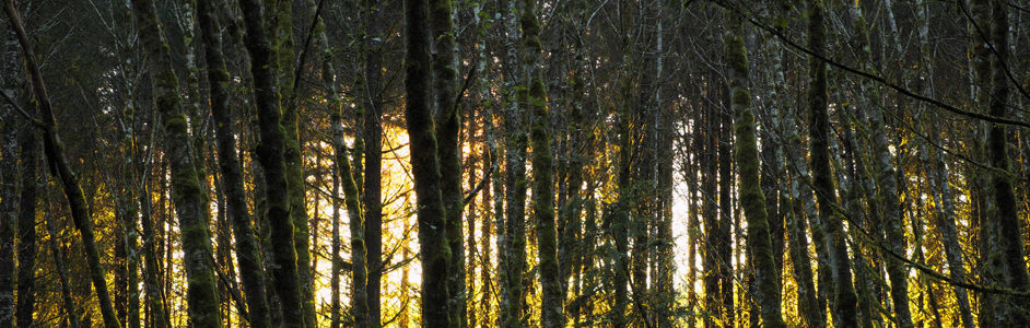 Backlit alder trees © unmonitoredinbox / Flickr.com