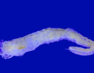 Newly discovered worm species Ampharete oculicirrata © Thomsonec.com