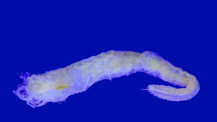 Newly discovered worm species Ampharete oculicirrata © Thomsonec.com