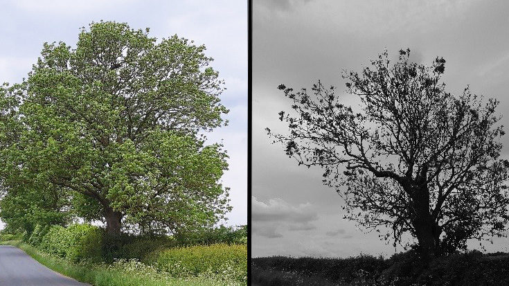 Left: A healthy ash tree. Right: ash tree with 75% dieback © Neil Francis / Thomsonec.com