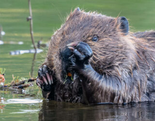 Beaver, Cheena River, Fairbanks, Alaska © Becky Matsubara / Flickr CC