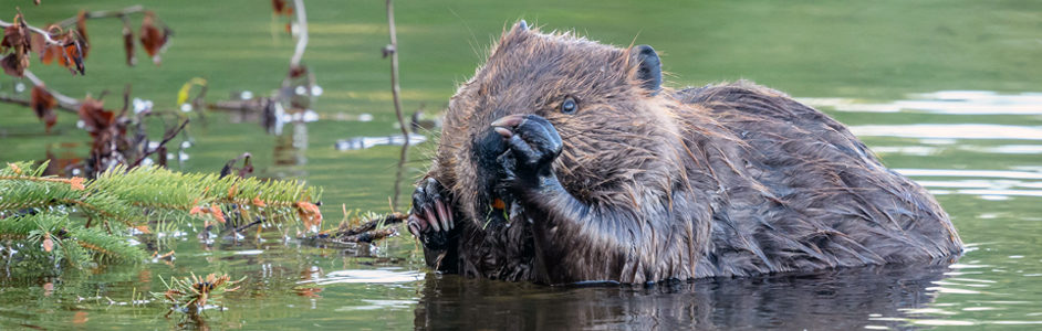 Beaver, Cheena River, Fairbanks, Alaska © Becky Matsubara / Flickr CC