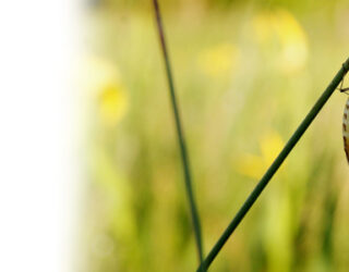 Mayfly on the River Kennet, Berkshire © David Hill / Flickr