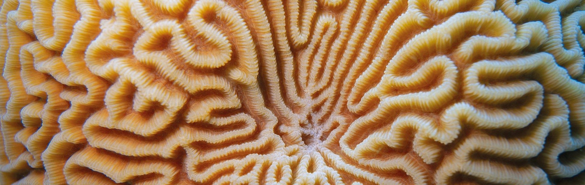 Staying at the forefront of marine taxonomy: An innovative software solution