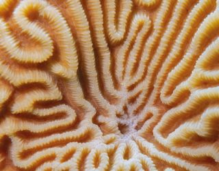 Staying at the forefront of marine taxonomy: An innovative software solution