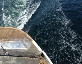 Making heads and tails of a new species discovery