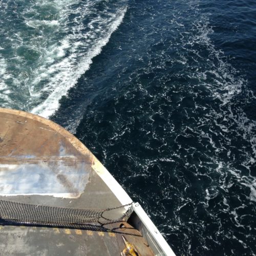 Making heads and tails of a new species discovery