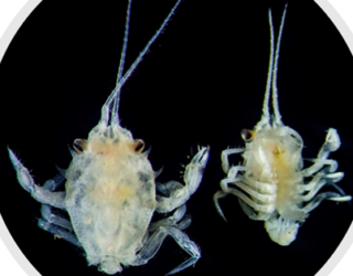 Corystes cassivelaunus (masked crab) megalopa