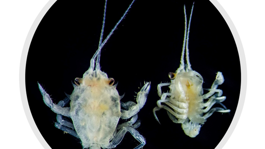 Corystes cassivelaunus (masked crab) megalopa